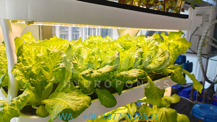 Farming Agriculture Equipment - c Agriculture Machine to Growing VegetableLettuce