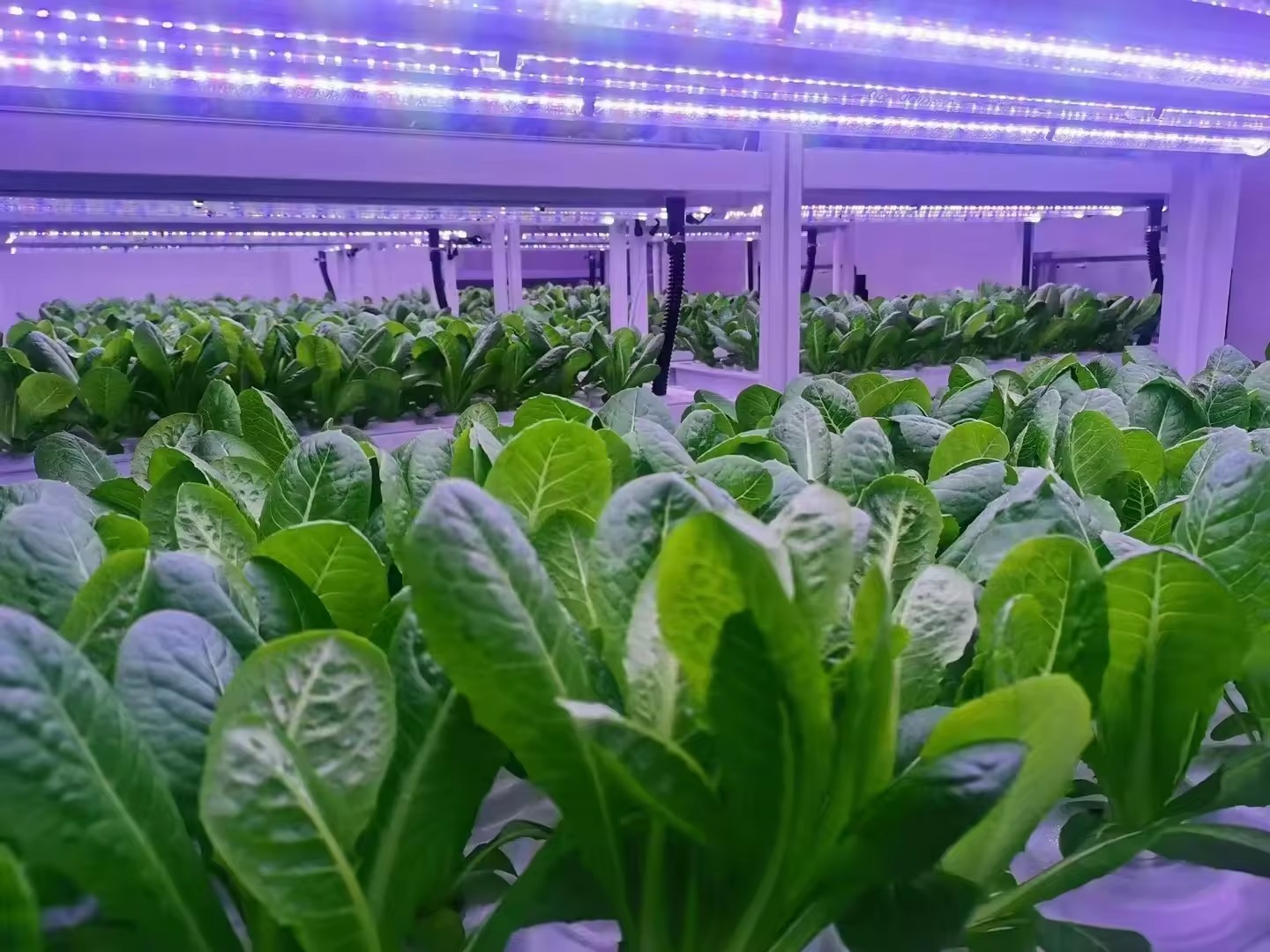 f Greenhouse Agricultural Equi - Farming Agriculture Equipment ulasan dan harga